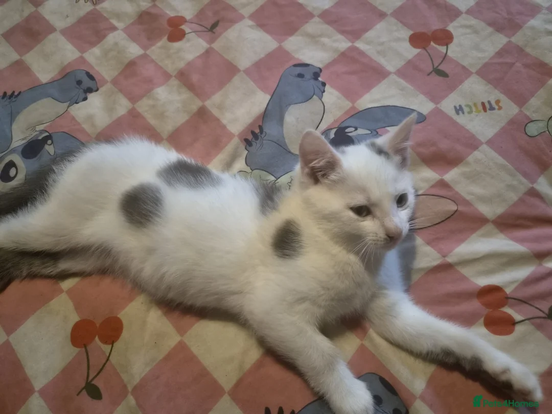 Mixed Breed cats for sale: Last kitten  - Advert 1