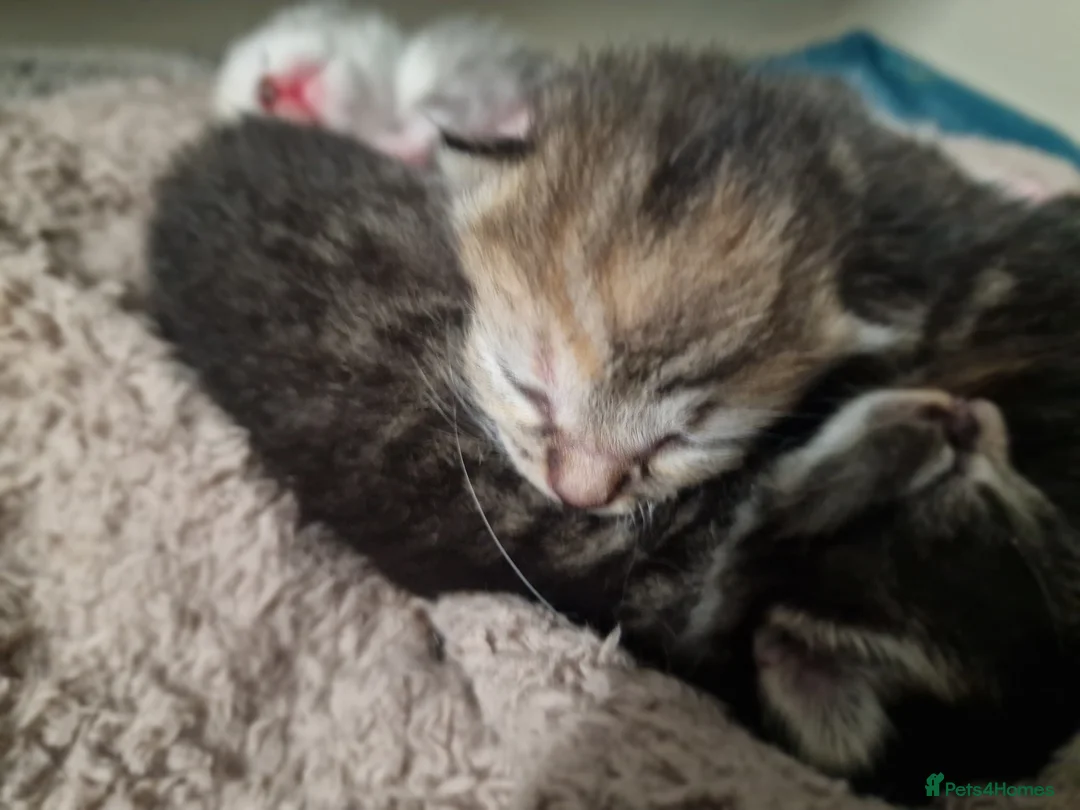Mixed Breed cats for sale: Ghost tabby kittens - Advert 2