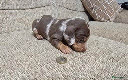 Miniature Dachshund dogs for sale: Miniature dachshund Puppies  - Advert 13