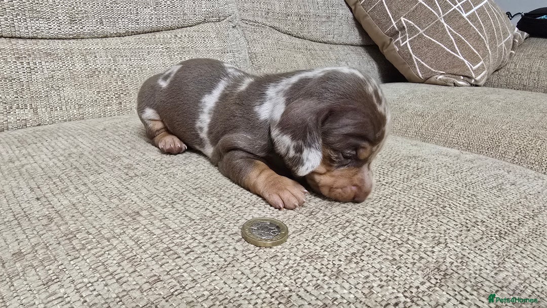 Miniature Dachshund dogs for sale: Miniature dachshund Puppies  - Advert 13