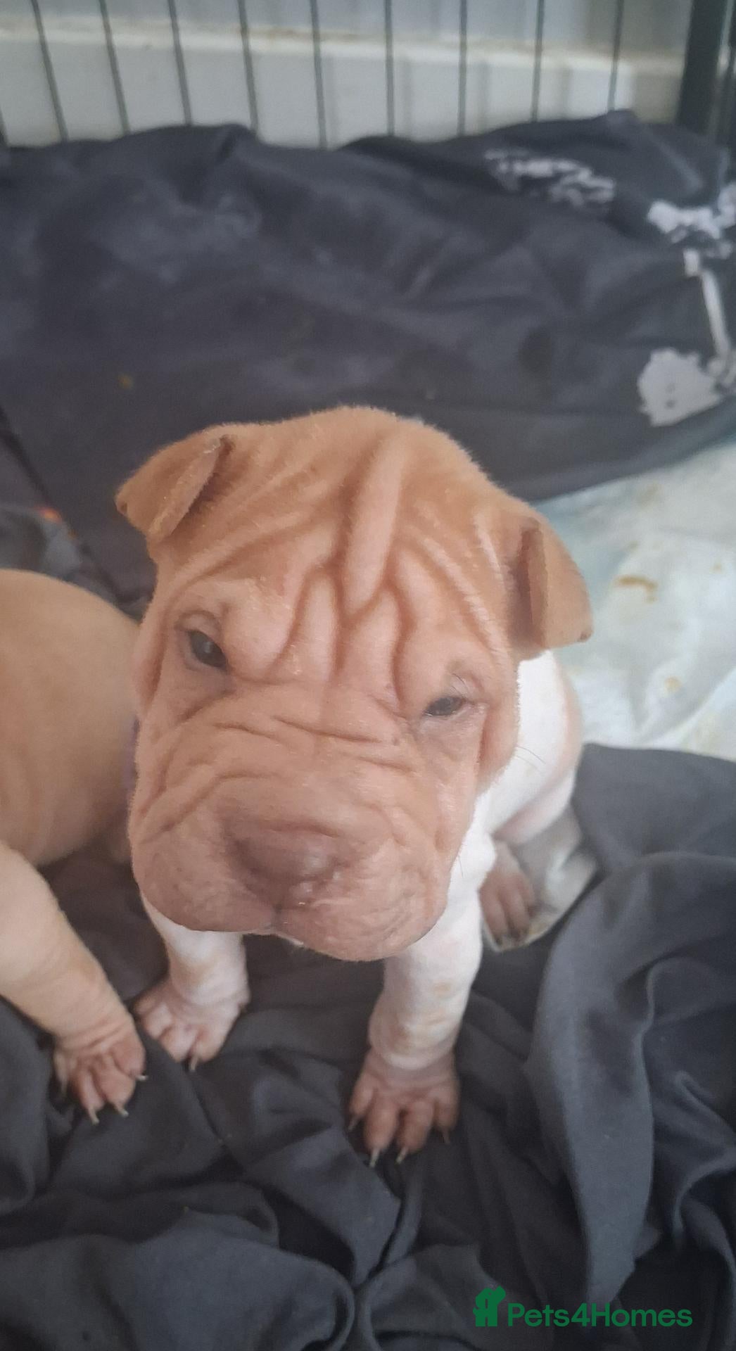 Shar Pei dogs Beautiful puppies ( shar pei) - Advert 4