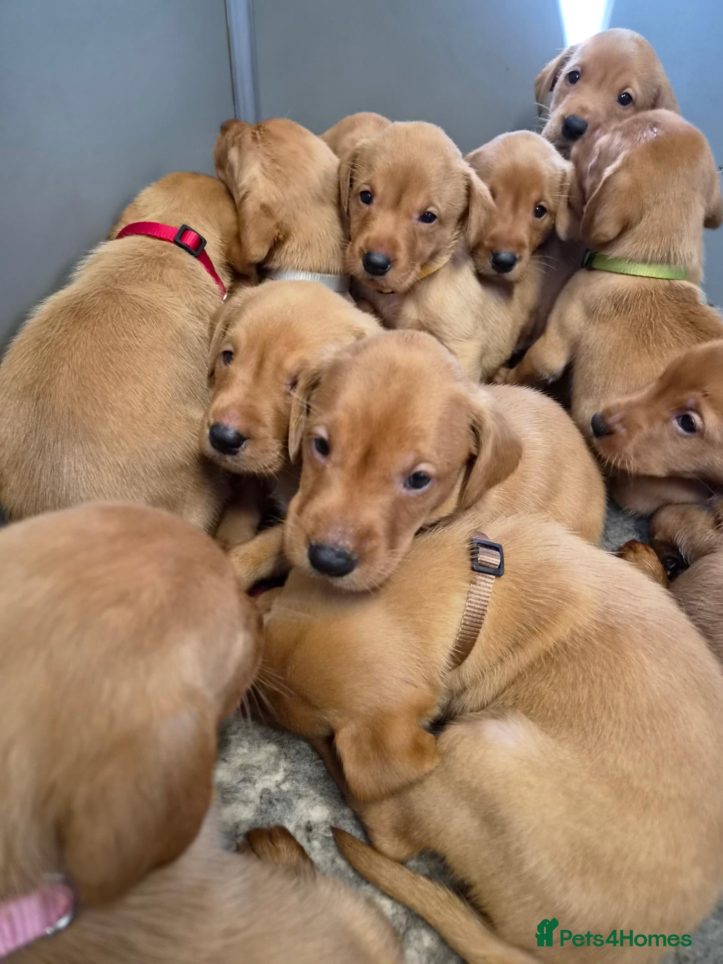 Labrador Retriever dogs Beautiful KC Fox Red Labrador Puppies  - Advert 2