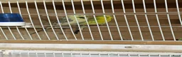 Budgerigars birds for sale: Baby Texas clear body  - Advert 7