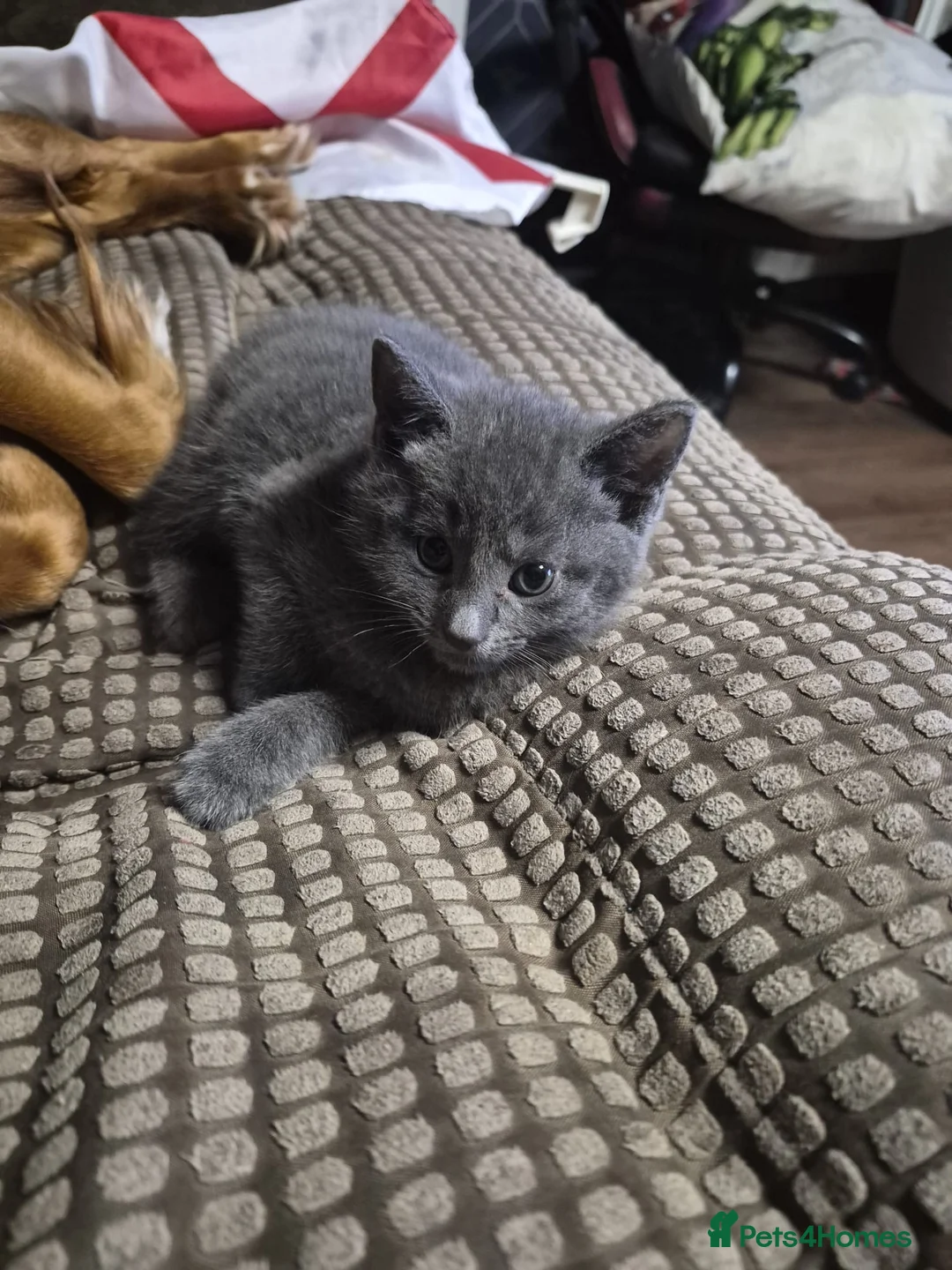Ragdoll cats for sale: Male ragdoll mixed  - Advert 3