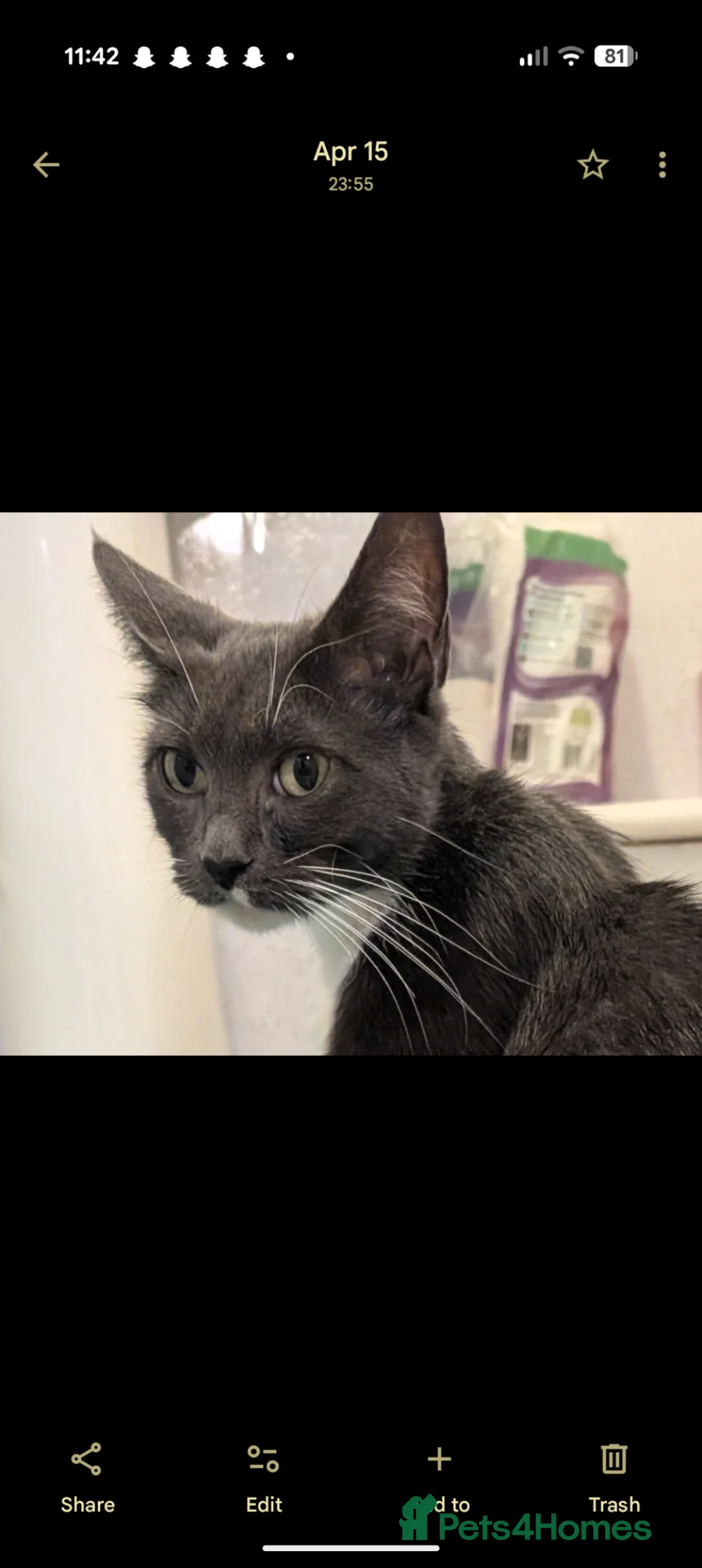 Mixed Breed cats for sale: x3 Gorgeous little kittens - Advert 2