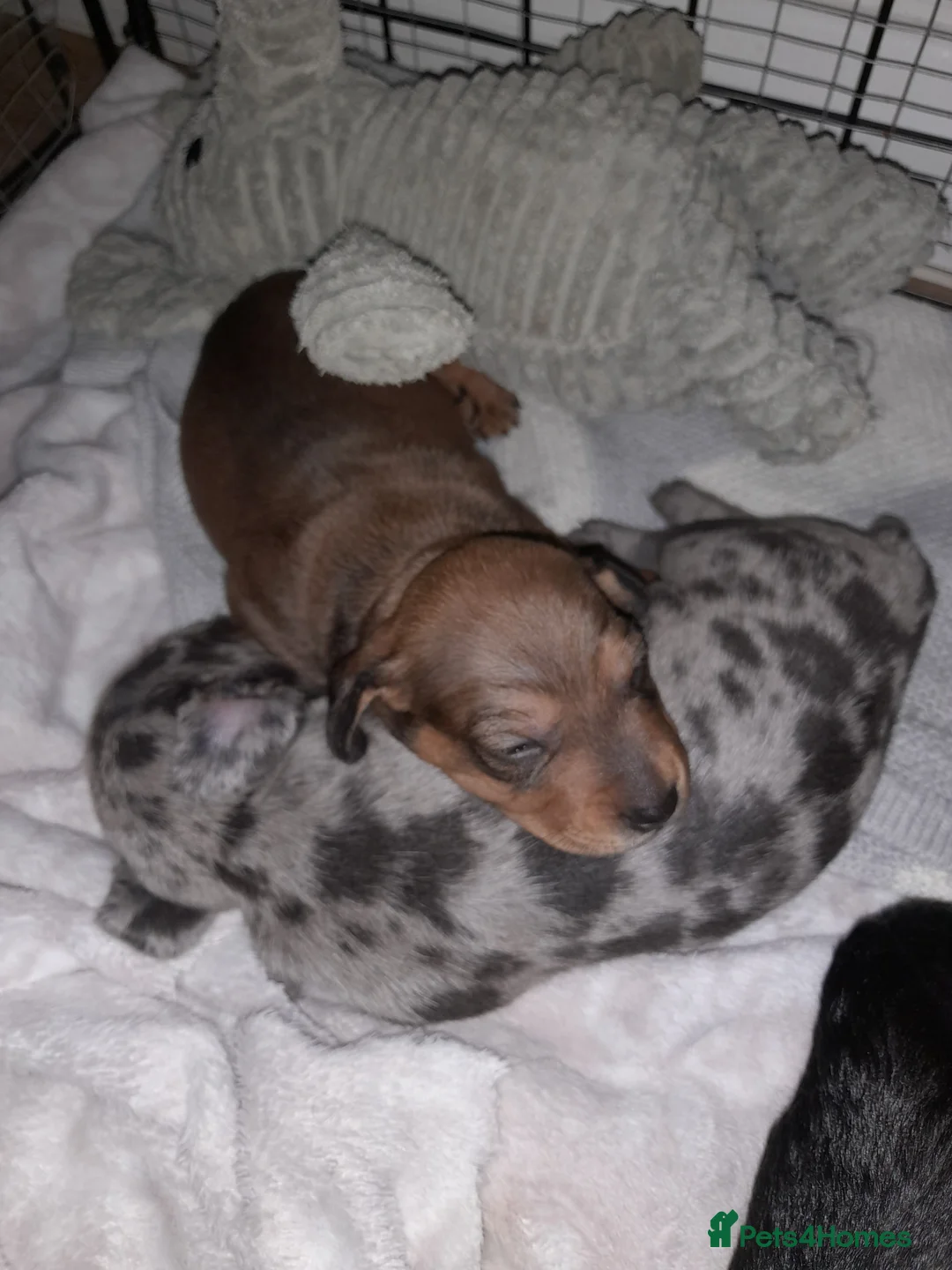 Dachshund dogs for sale: Daschund puppies ready on 8th april  - Advert 20