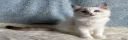 Ragdoll cats for sale: Beautiful Tica Register Kittens Ragdoll - Advert 4