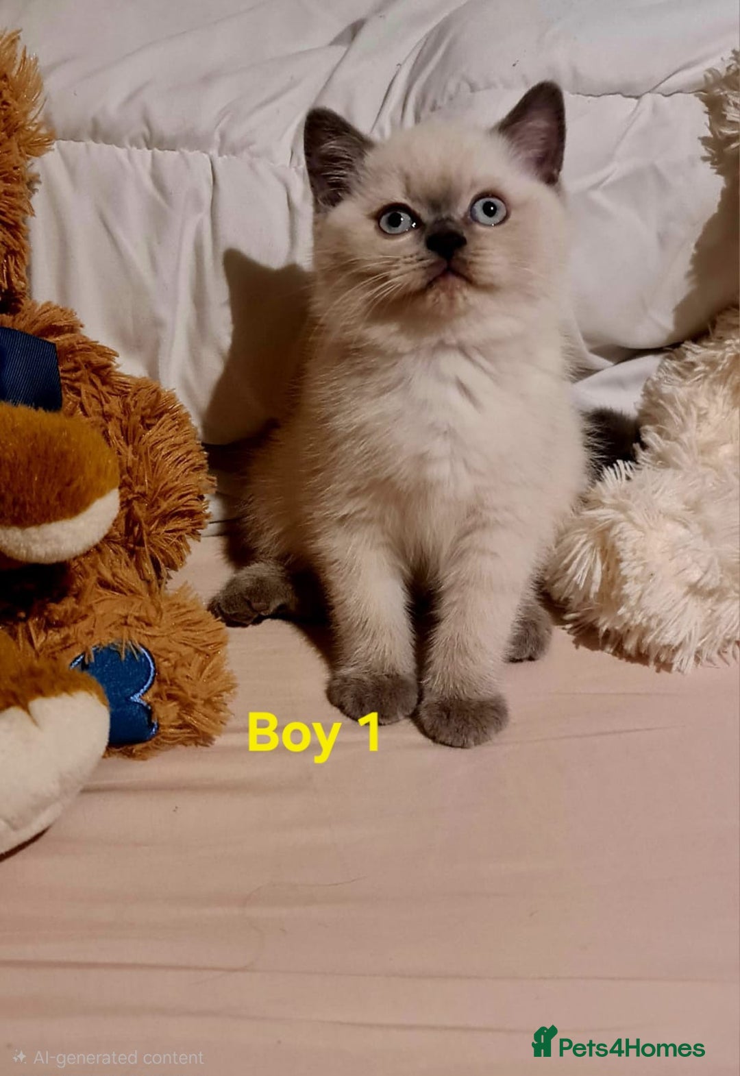 British Shorthair cats for sale: British Short Hair  - Advert 2