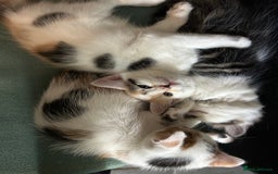 Mixed Breed cats for sale: five beautiful healthy charming kittens - Image 5
