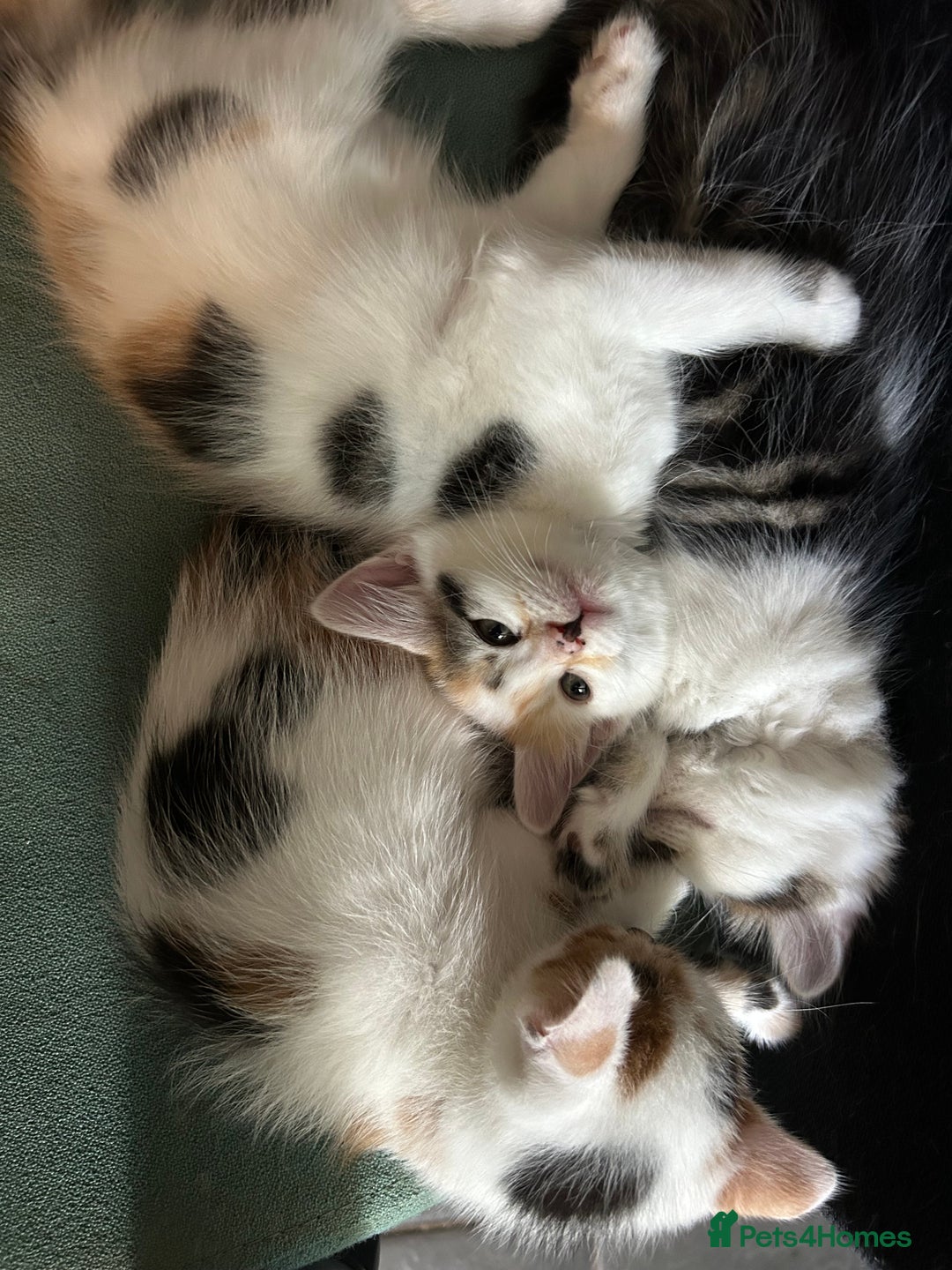 Mixed Breed cats for sale: five beautiful healthy charming kittens - Image 5