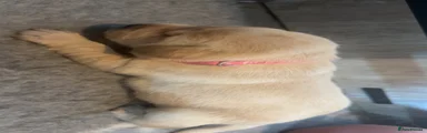 Labrador Retriever 3