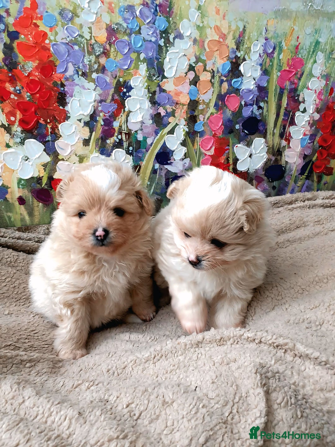 Pomapoo dogs for sale: Pomapoo - Advert 1