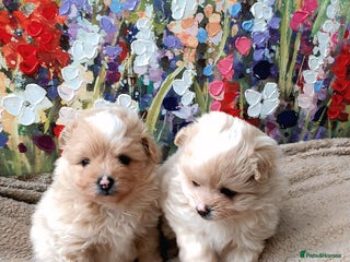 Pomapoo dogs Pomapoo - Advert 8