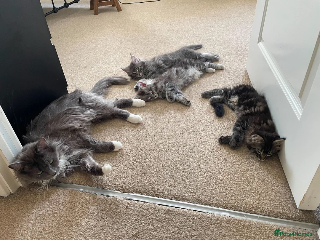 Maine Coon cats for sale: Pure breed maine coon kittens for sale  - Advert 2