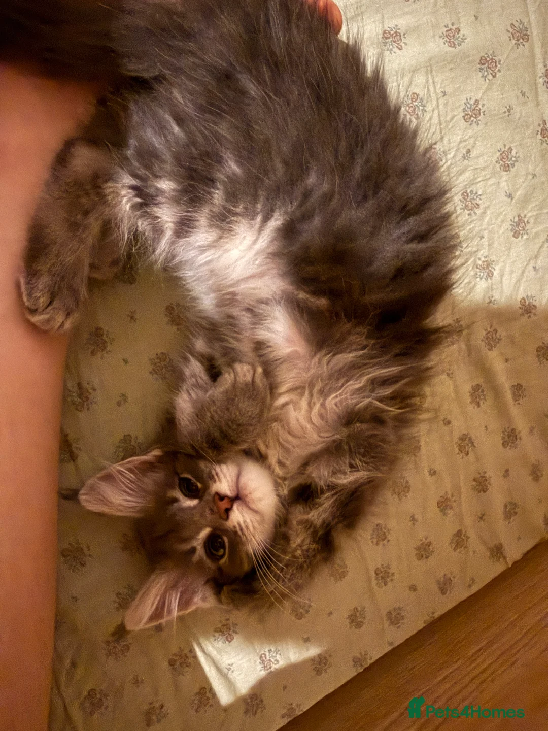 Maine Coon cats for sale: 3-month-old pure Maine Coon Girl ready to go - Advert 10