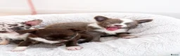Chihuahua dogs for sale: ✨  **  chihuahua ✨ 1 long haired boy left  - Advert 24
