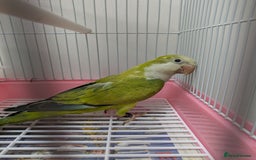Parakeets birds for sale: Males and females DNA tested Quaker parrots babies - Image 10