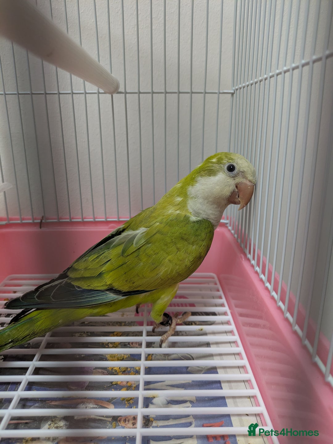 Parakeets birds for sale: Males and females DNA tested Quaker parrots babies - Image 10