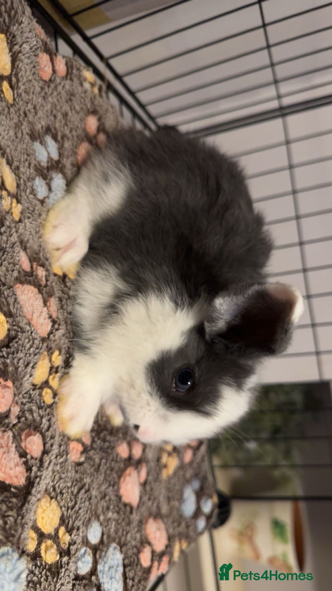 Mixed Breed rabbits for sale: Mini lop/lion lop bunnies in Welshpool - Advert 3
