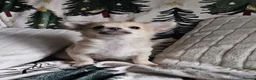 Chihuahua dogs for sale: **Ready Now ** Chihuahua Puppies ️ KC Registered  in Bristol - Advert 16