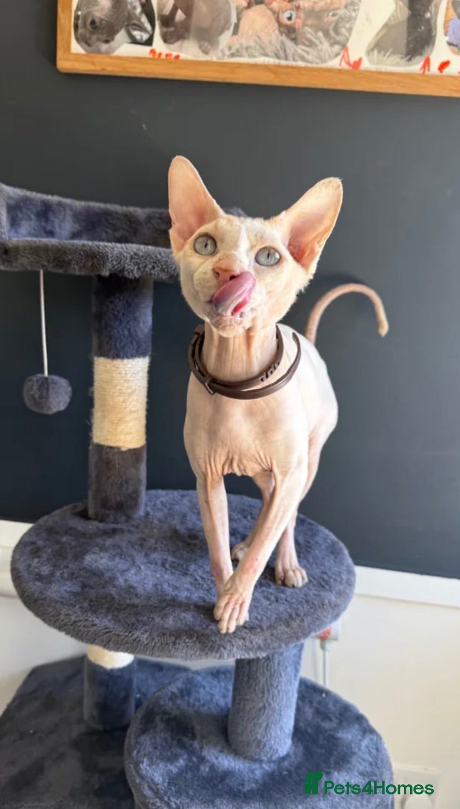 Sphynx cats Handsome boy available NOW - Advert 5