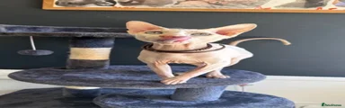 Sphynx 1