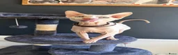 Sphynx cats for sale: Handsome boy available NOW - Advert 1