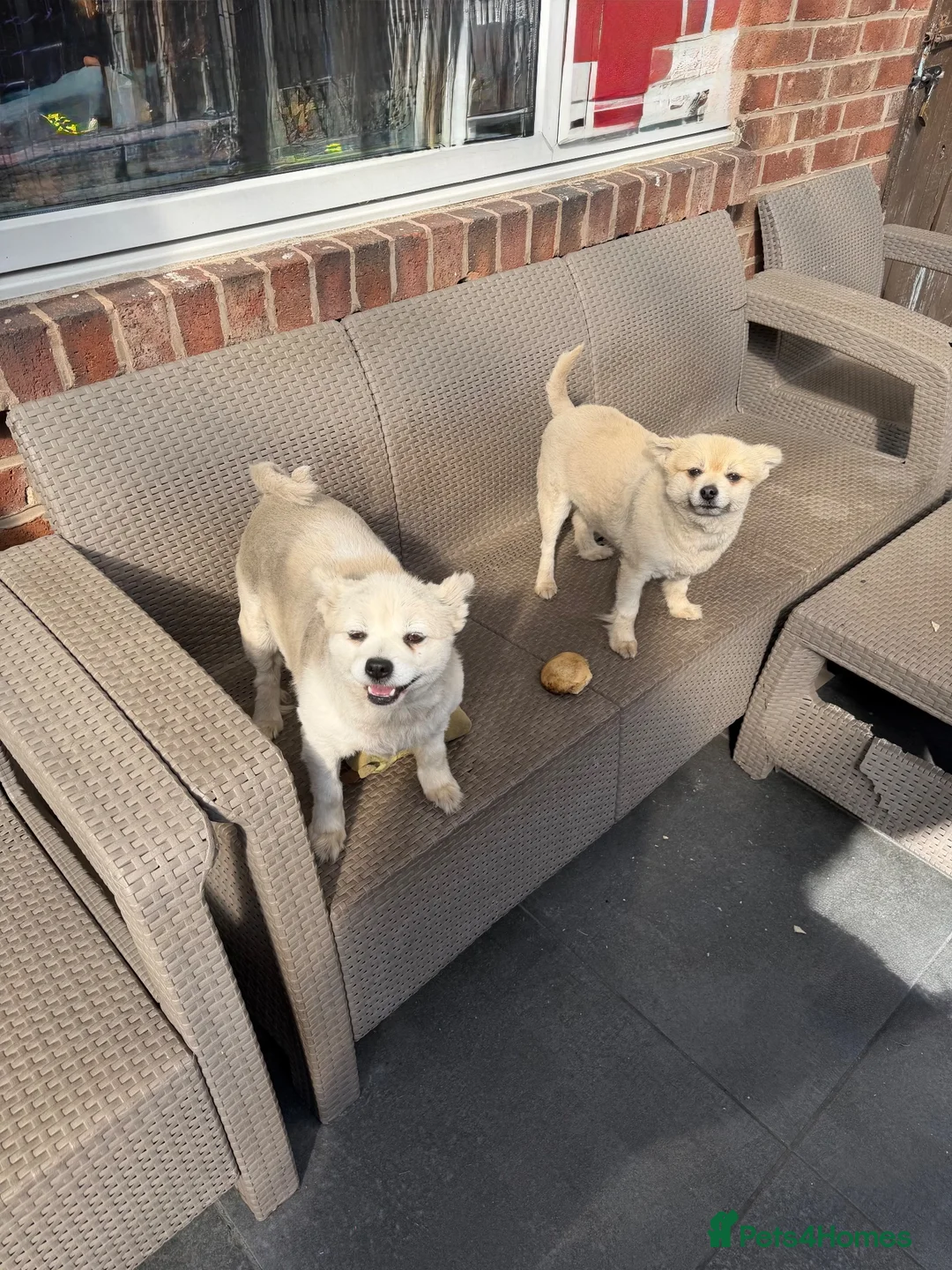 Pomeranian dogs for sale: Two Pomeranians Mother & Son Looking for new home in Saint Helens - Advert 2