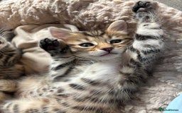 Mixed Breed cats for sale: 🐱 Handsome little boy kittens 💙 - Image 4