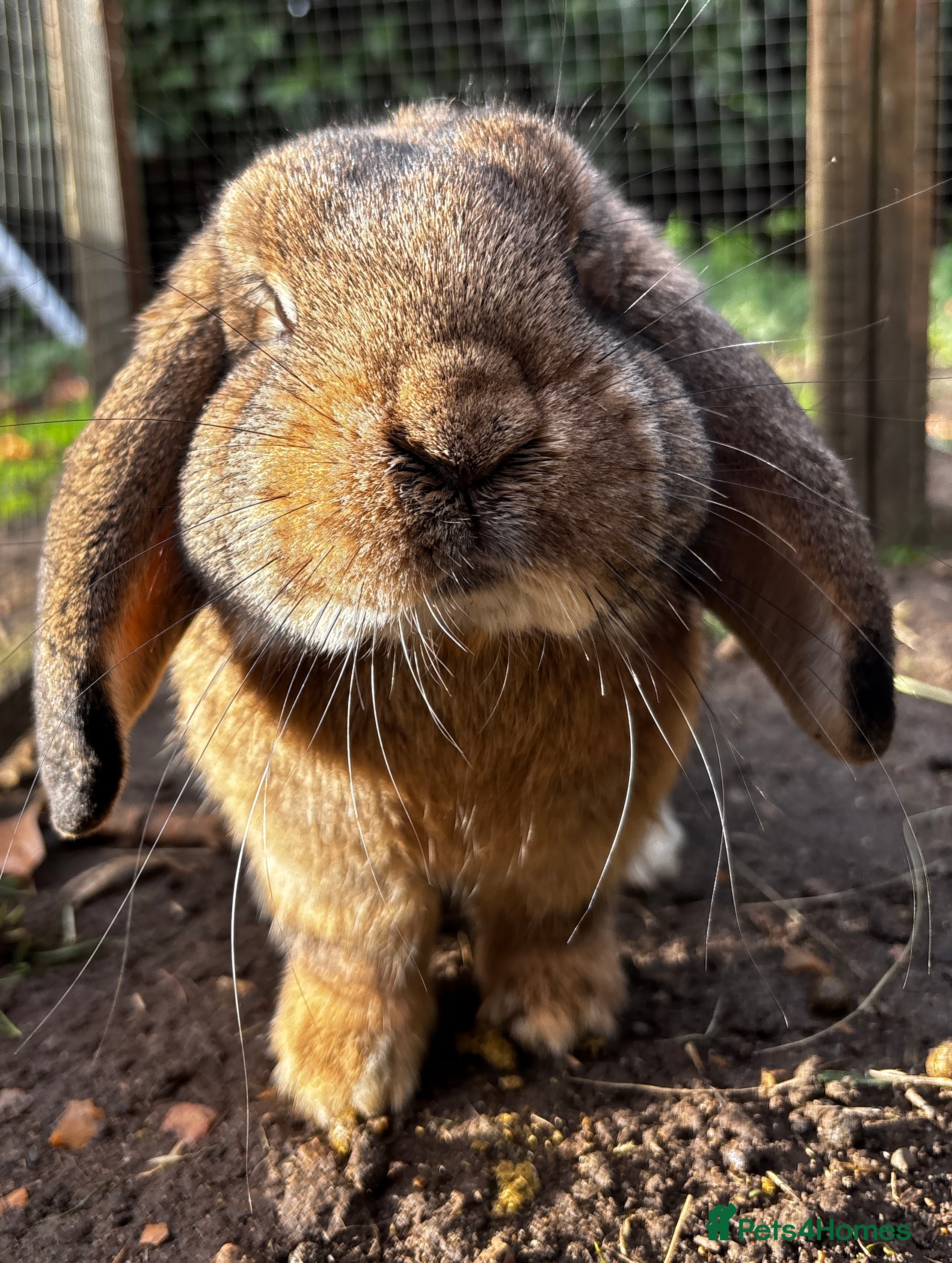 Mixed Breed rabbits Several rabbits looking for good homes - Advert 1