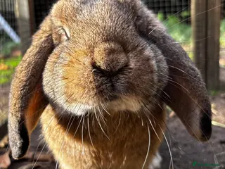 Mixed Breed rabbits Several rabbits looking for good homes - Advert 1