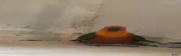 Conures birds for sale: Jenday Conure parrot  - Advert 2