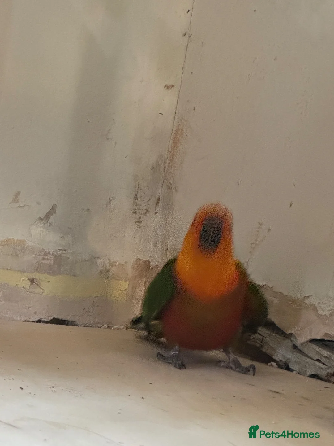 Conures birds for sale: Jenday Conure parrot  - Advert 2