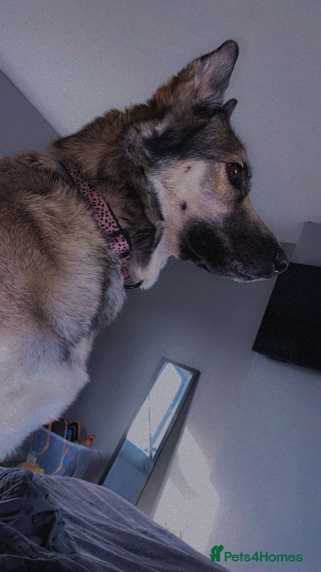 German Shepherd dogs for sale: River female German shepherd  - Advert 15