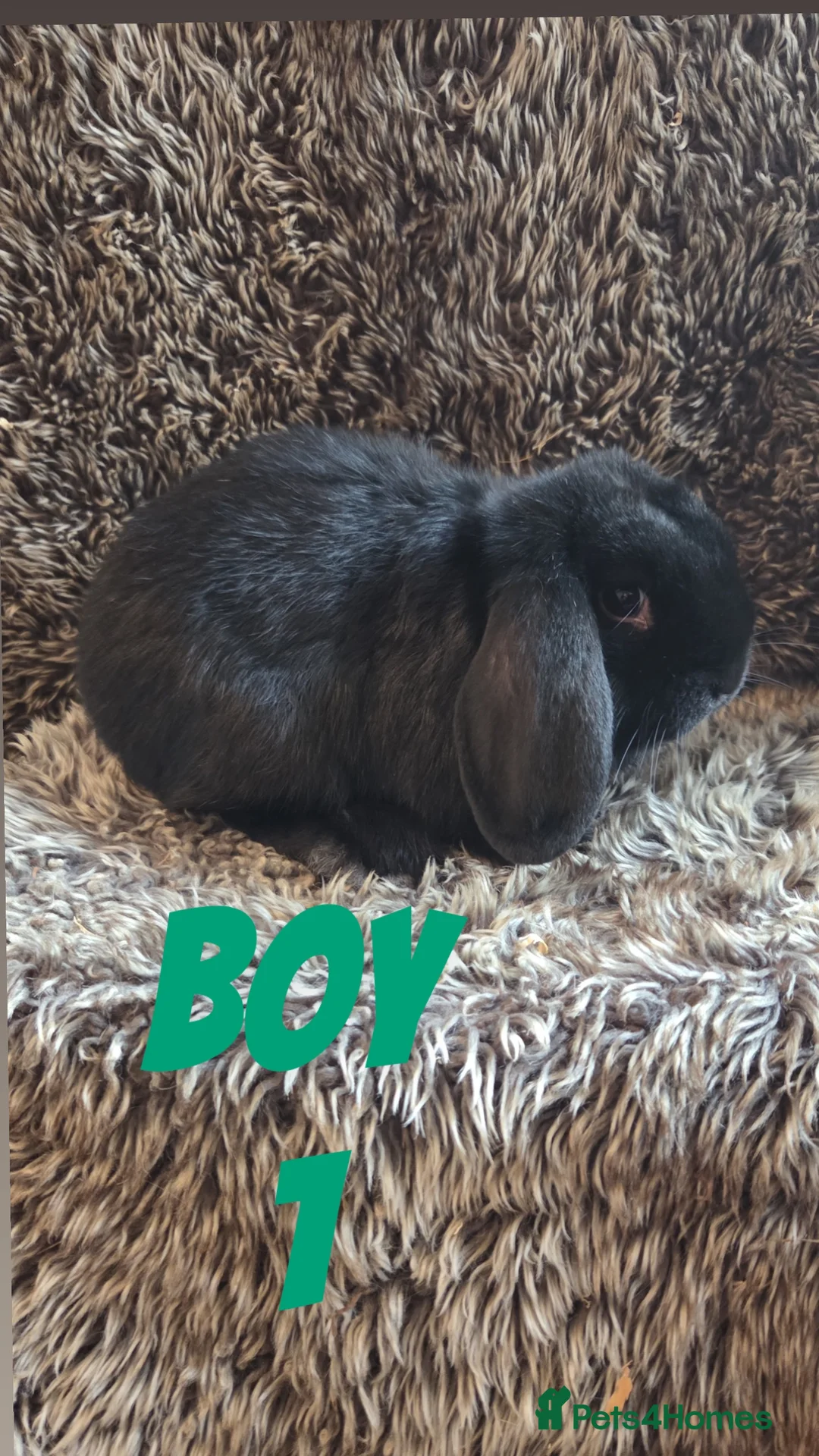 Mini Lop rabbits for sale: Last 2 SUPER FRIENDLY Mini Lop Boys - Advert 2