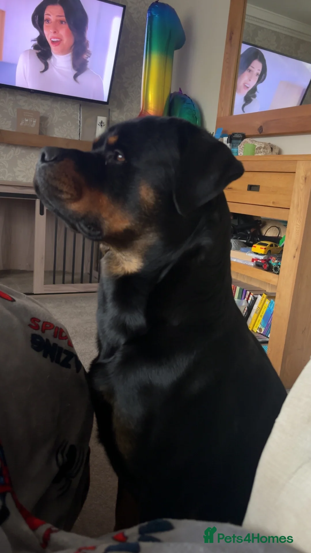 Rottweiler dogs for sale: Sad sale due to allergies - Advert 4