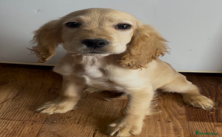 Cocker Spaniel dogs in Hornchurch - Advert 12