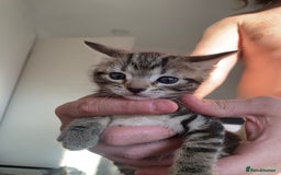 Mixed Breed cats for sale: Kittens for sale   - Image 9