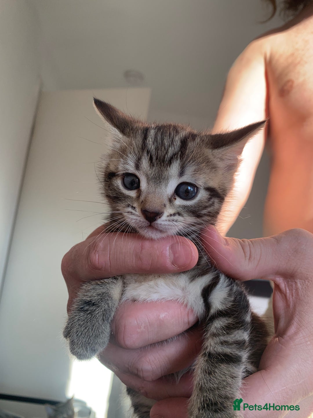 Mixed Breed cats for sale: Kittens for sale   - Image 9