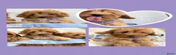 Maltipoo dogs for sale: 💖BEAUTIFUL LICENSED-BRED MALTIPOO💖 in Virginia Water - Advert 15