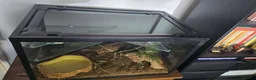 Snake reptiles for sale: Female African House Snake - Read Description in London - Advert 3