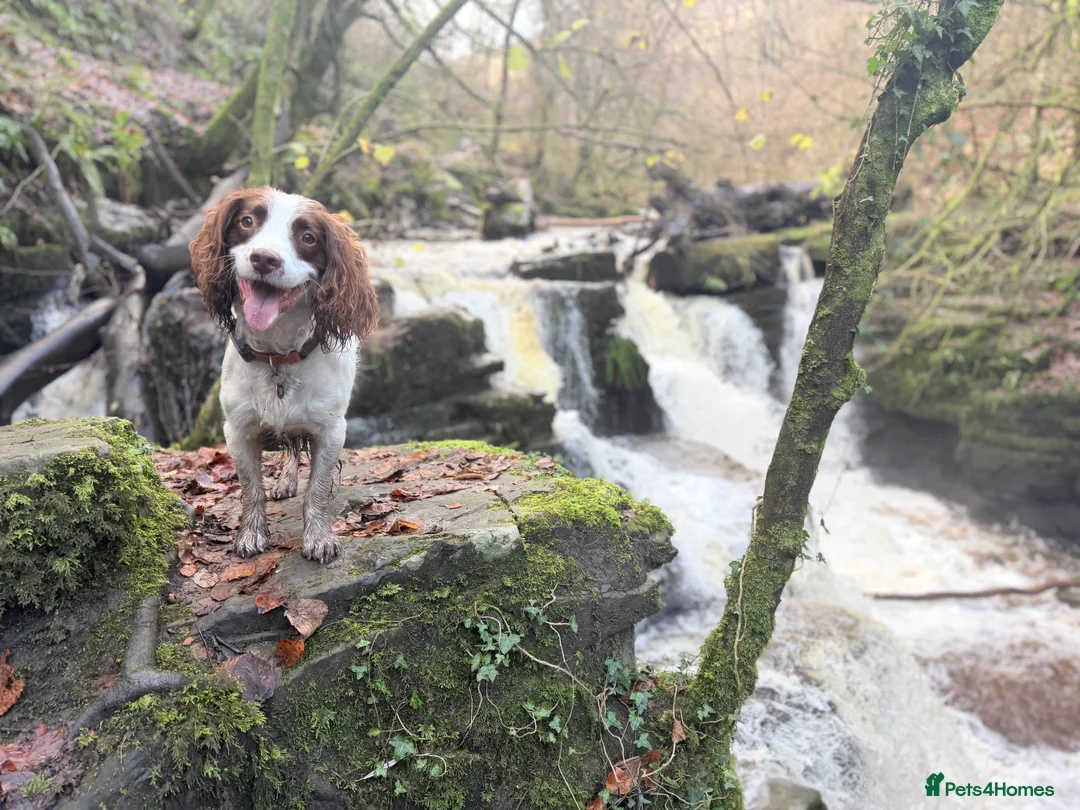 English Springer Spaniel dogs for stud: Jerry - KC Registered English Springer Spaniel  - Advert 5