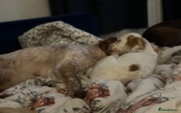 Cocker Spaniel dogs for sale: Female red roan dna clear pup  - Image 3