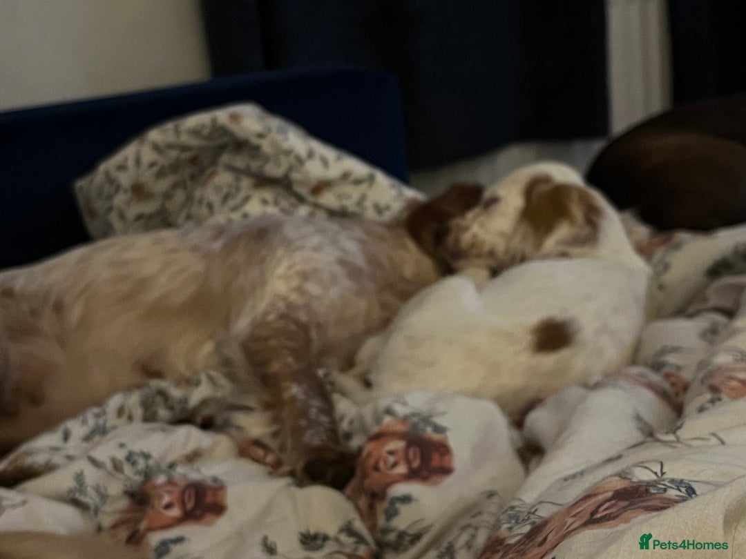 Cocker Spaniel dogs for sale: Female red roan dna clear pup  - Image 3