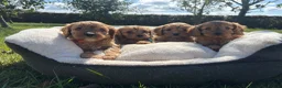 Cavapoo dogs for sale: Cavapoos🐶🥰 - Advert 11