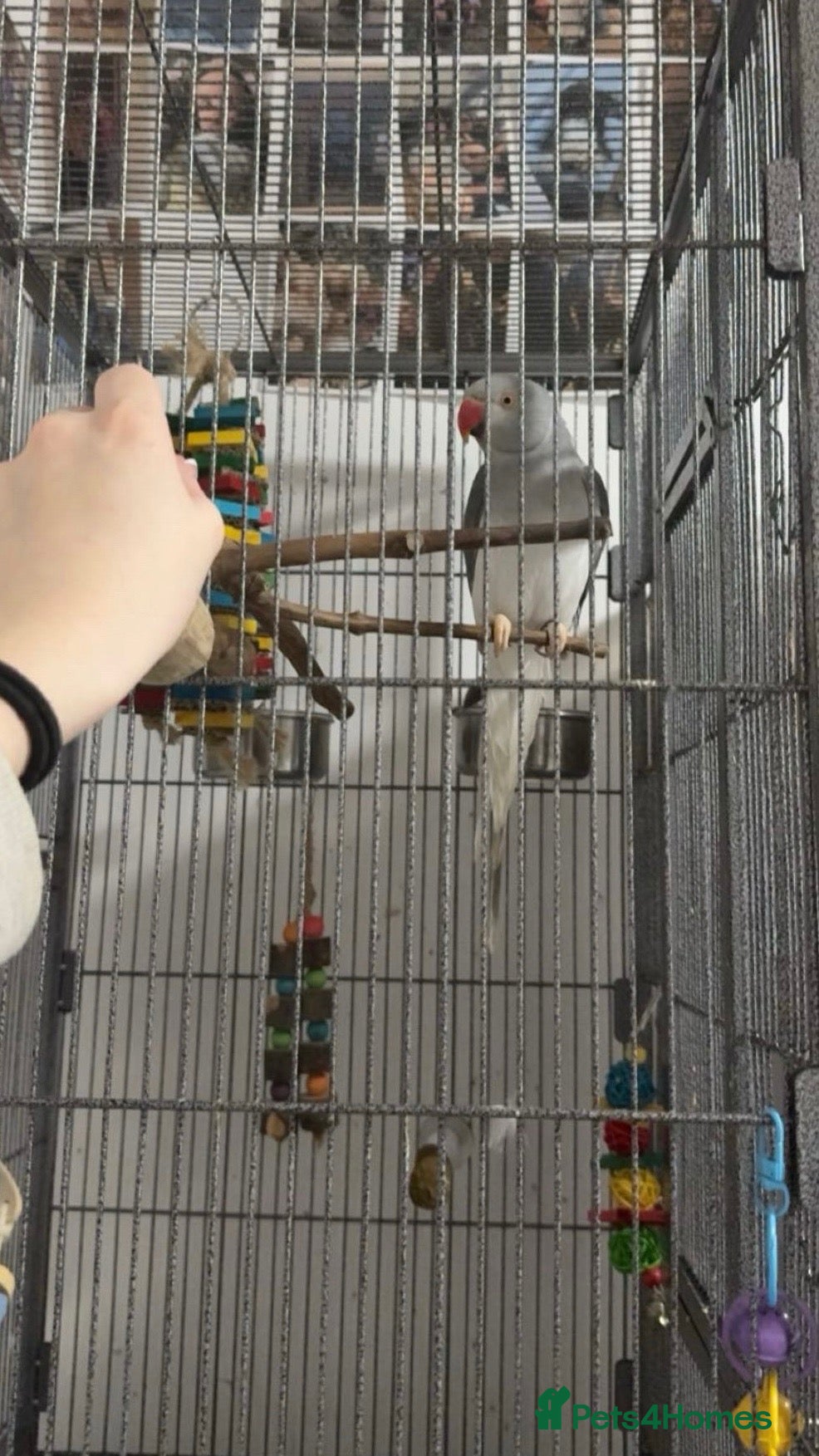 Ringnecks birds for sale: Indian Ringneck For Sale - Advert 1