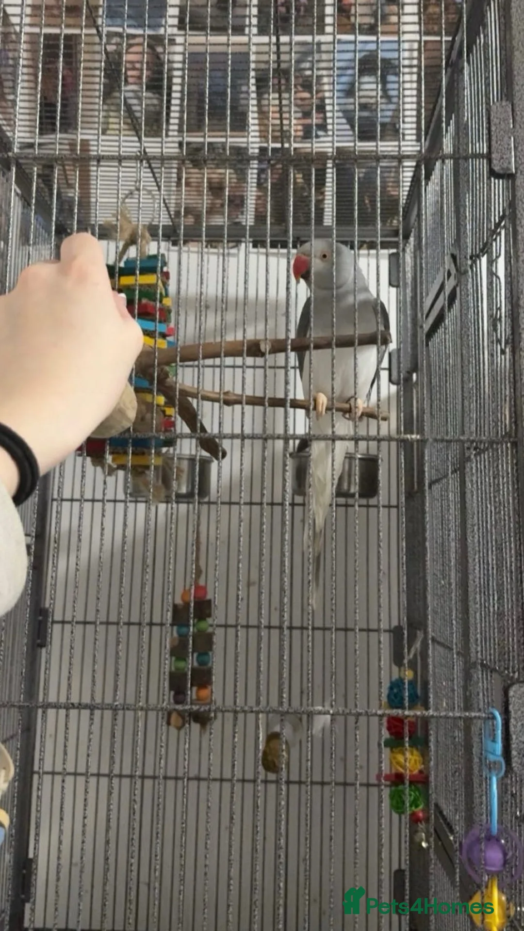 Ringnecks birds for sale: Indian Ringneck For Sale - Advert 1