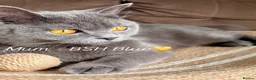 British Shorthair cats for sale: 🩵 BSH Blue Kittens 🩵 Ready Now 🩵 - Advert 6