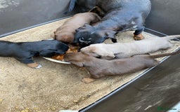 Dachshund dogs for sale: Dachshund  - Image 26