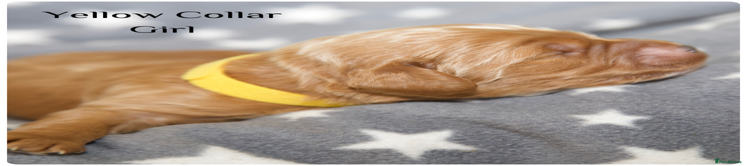 Cockapoo Puppy Yellow Collar